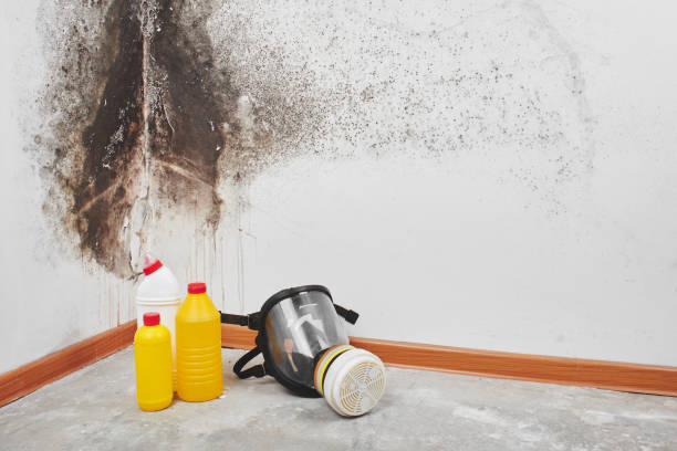 Home Mold Removal in Beaverton, OR