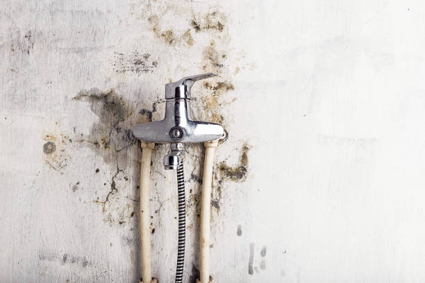 Best Mold Damage Repair  in Beaverton, OR